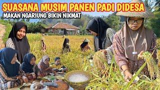 SUASANA PANEN PADI DIDESA, Makan Ngariung Bikin Nikmat || rice harvest in the village