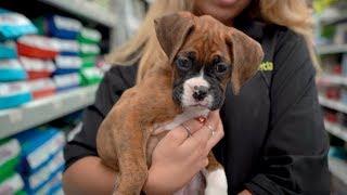 Meet the Boxer | Petland Florida