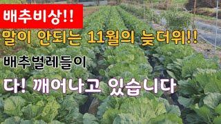 늦가을 늦더위에 배추벌레들이 다! 깨어나고 있습니다