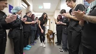 Tour MedVet Mandeville Emergency & Specialty Veterinary Care Hospital