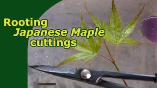 Rooting Japanese Maple cuttings!