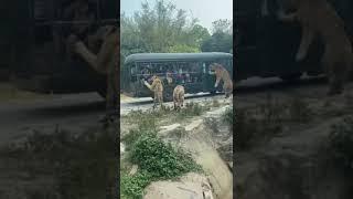 SAFARI IN NEHRU ZOOLOGICAL PARK