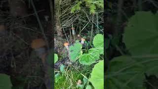 #orangeboletus #wildmushrooms #funghiporcini