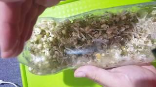 Using bottle to grow bean sprouts | Amazing Grow Beansprou | How to grow bean sprouts