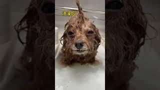 Dog can’t have a bath#cute #dogs #toypoddle