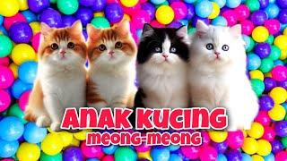 Anak Kucing Meong Meong ‼️ Kitten Meow Meow ‼️ Funny Cat