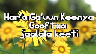 "Har'a Ga'uun Keenya "  Faarfannaa afaan oromoo haaraa , new oromo gospel song ,