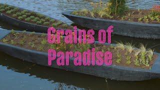 Grains of Paradise – Sumayy Vally