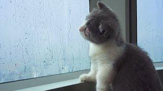 Kitten Reacts To Rain For The First Time