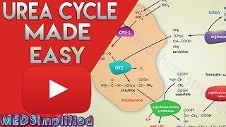 Urea Cycle Made Simple - Biochemistry Video