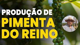 PRINCIPAIS DICAS NO CULTIVO DE PIMENTA DO REINO