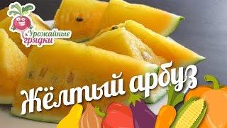 Жёлтый арбуз. Урожайные грядки.