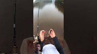 Terus semangat aja lah  #fishing #fish #fishinglife #carpfishing #shortvideo