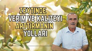 ZEYTİNDE VERİM VE KALİTEYİ ETKİLEYEN FAKTÖRLER | TARIMDA BAŞARI AKADEMİ