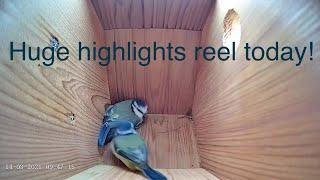 14 March 2021 - Blue tit nest box live camera highlights