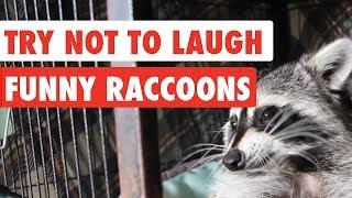 Try Not To Laugh | Funny Raccoon Video Compilation 2017