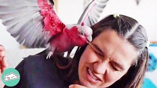 Galah Cockatoo Makes Girl's Life Hell.. Until She Takes Him on Adventures | Cuddle Birds