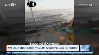 Μαγνησία: Εντοπίστηκε λύκος να κολυμπάει στον Παγασητικό | 21/1/23 | ΕΡΤ