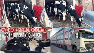 Скотовоз Гуночинои шири омад шукр10 сентября 2024 г.