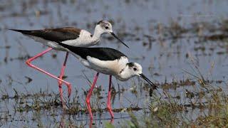 Black-winged Stilts foraging.