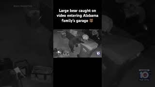 Large bear caught on video entering Alabama family’s garage #bears #alabama