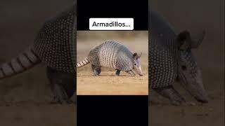 Modern Animals That Used To Be Giants…
