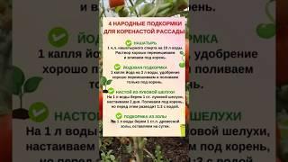 4 НАРОДНЫЕ ПОДКОРМКИ для коренастой рассады #садовод #удобрения #подкормкарассады #подкормки