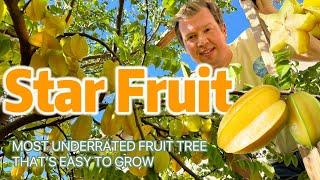 Starfruit! The Most Underrated Fruit Tree That's Easy to Grow in Your Backyard