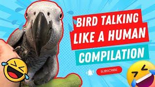 Bird Talking Like A Human Compilation #2