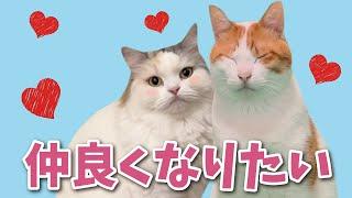 【ほんとは大好き】先輩猫となかよくなりたい後輩猫【関西弁でしゃべる猫】【猫アテレコ】