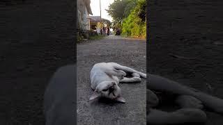 Kucing Buat Kaget