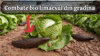 Combate bio melcii si limacsul din gradina sau solarul dumneavoastră