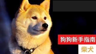 狗狗新手指南：饲养柴犬的完整指南