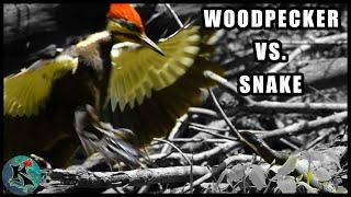 Woodpeckers vs. Snake - Wildlife Standoff | Koaw Nature