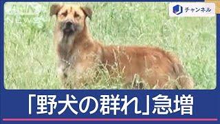 「野犬の群れ」取材中にも20匹超　茨城で“過去最多”急増なぜ【スーパーJチャンネル】(2024年10月8日)