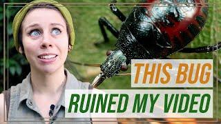 This predatory stink bug RUINED my video and I love it | She's Got Legs