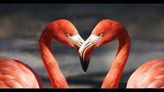 Osho Hindi, Love Failure, Pad Gungru Baandh, Ch 20, Q4, 34.35min