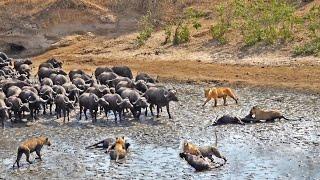 LIONS CATCH 3 BUFFALOES IN STAMPEDE