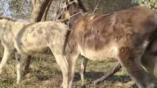 Donkey Mating || DonkeyMating Successfully