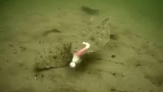 underwater camera view of summer flounder/fluke feeding frenzy