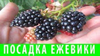ПОСАДКА И ВЫРАЩИВАНИЕ ЕЖЕВИКИ