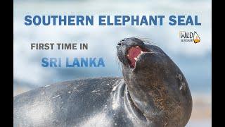 Southern Elephant Seal in Sri Lanka | First Record !