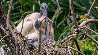 Ibis Chicks Battle for Dominance in Botanical Garden