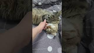 ))