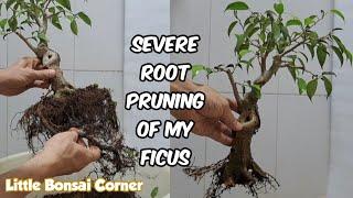 Severe Root Pruning of my Ficus Benjamina