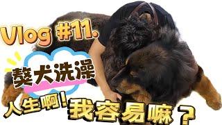 Vlog # 11. 洗一隻獒犬到底有多難? 一塊蛋糕啊! 一個人洗一隻獒犬又要花多久的時間呢?  來個全紀錄吧  #西藏獒犬 #獒犬洗澡  #tibetanmastiff  #寵物  #寵物美容