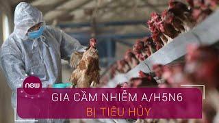 Hàng chục nghìn gia cầm nhiễm A/H5N6 bị tiêu hủy | VTC Now