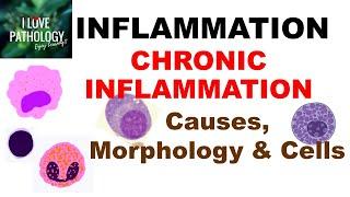 INFLAMMATION 8:  CHRONIC INFLAMMATION- Causes, Morphology & Cells