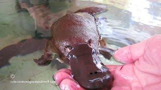 Hand Feeding & Playing With A Friendly Platypus