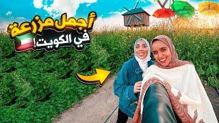 هل تصدق أن هذا في الكويت؟ مزرعة البحيرة صدمتنيalbohayra farm in Kuwait